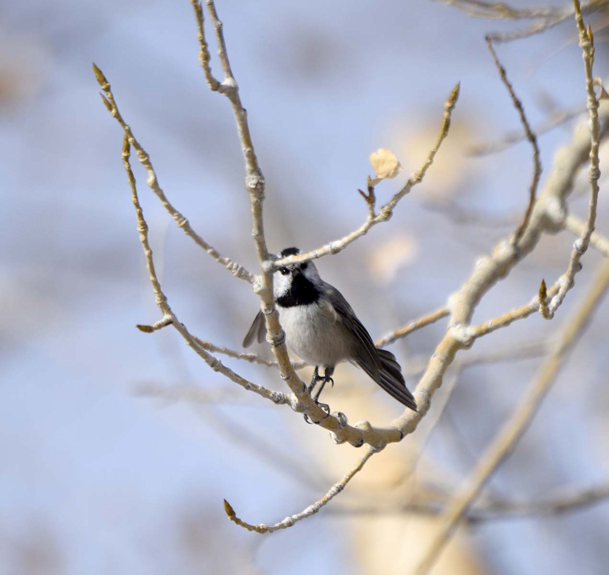 Mountain Chickadee - Mark Peterson