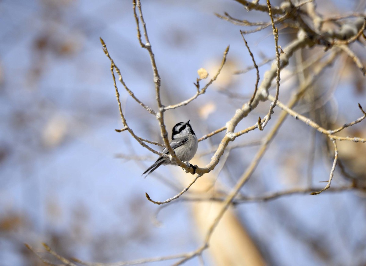 Mountain Chickadee - Mark Peterson