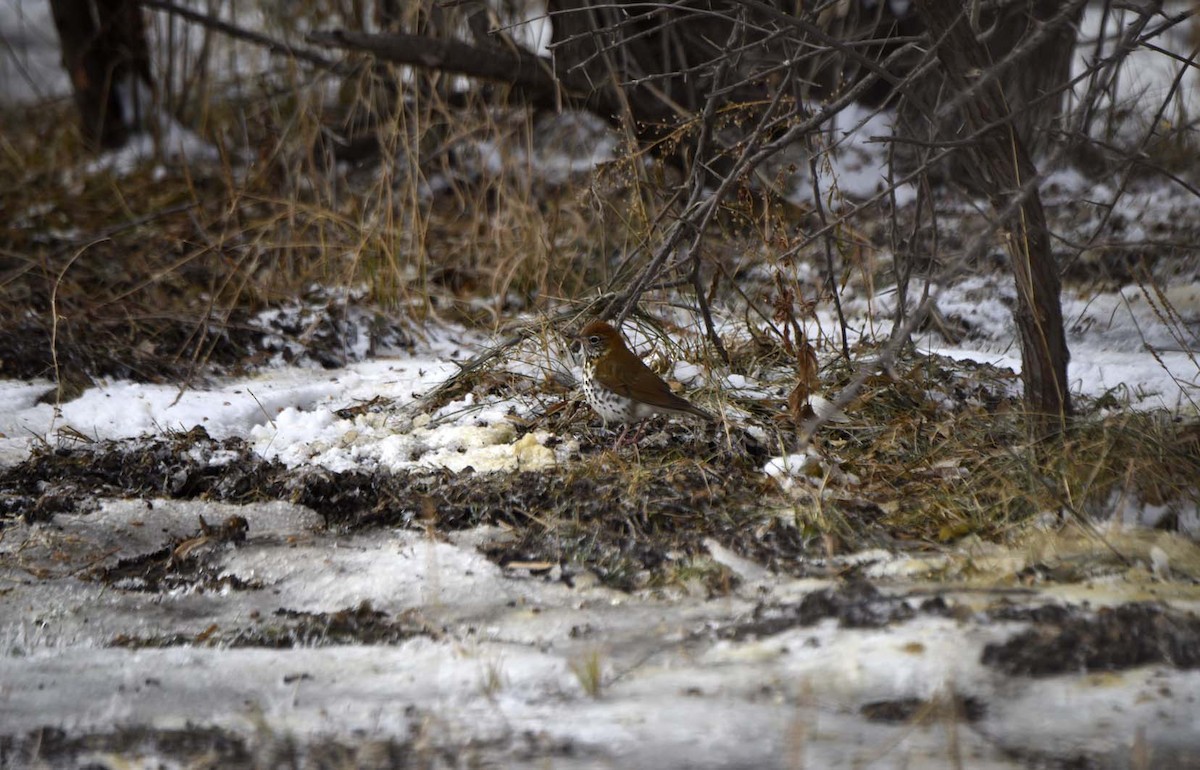 Wood Thrush - Mark Peterson