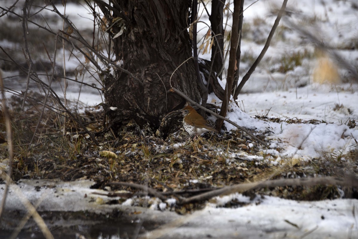 Wood Thrush - Mark Peterson