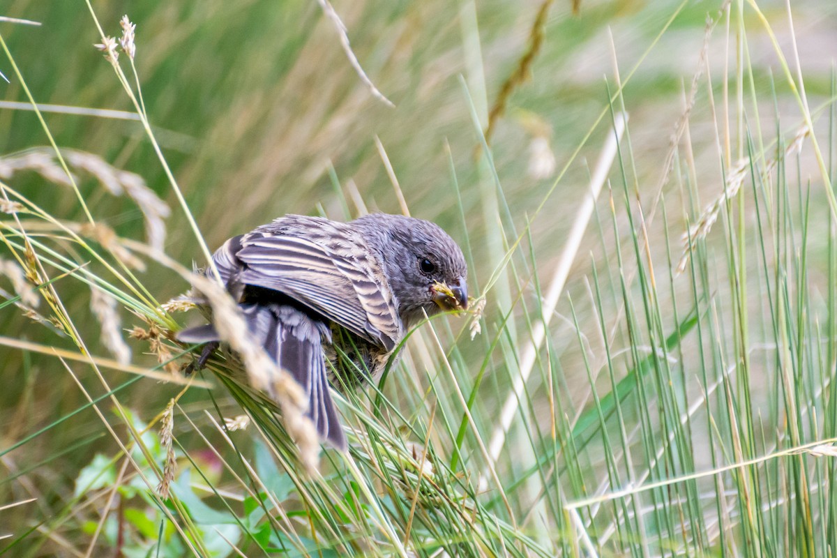 Plain-colored Seedeater - ML288946961