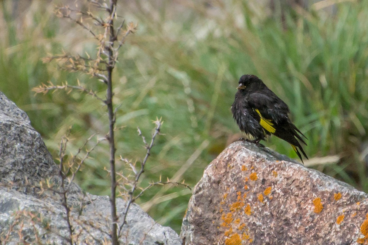 Black Siskin - ML288946991