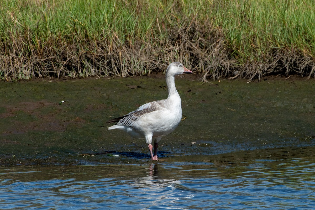 Snow Goose - Alex Wang