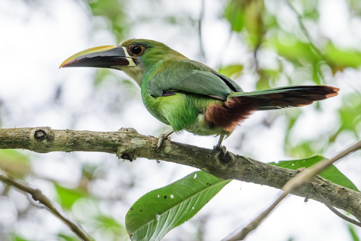 Southern Emerald-Toucanet - ML28895091