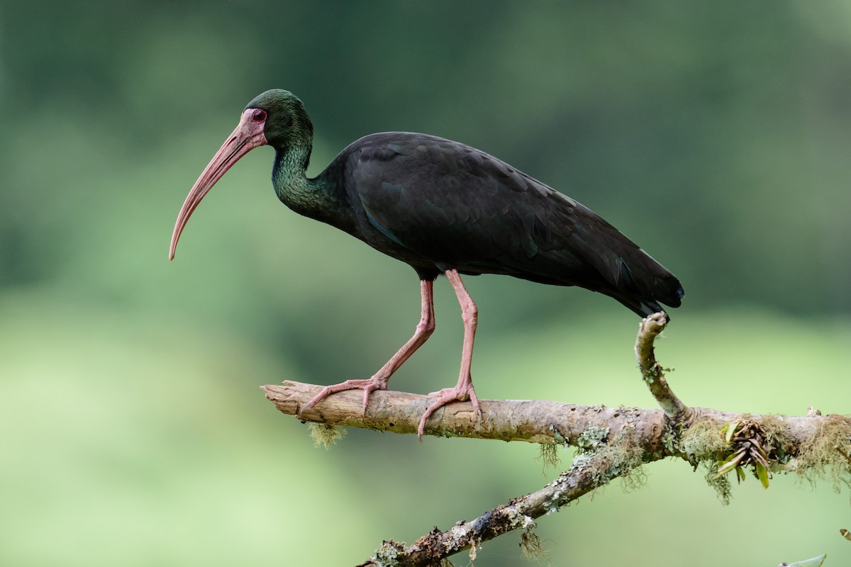 Bare-faced Ibis - ML28895181