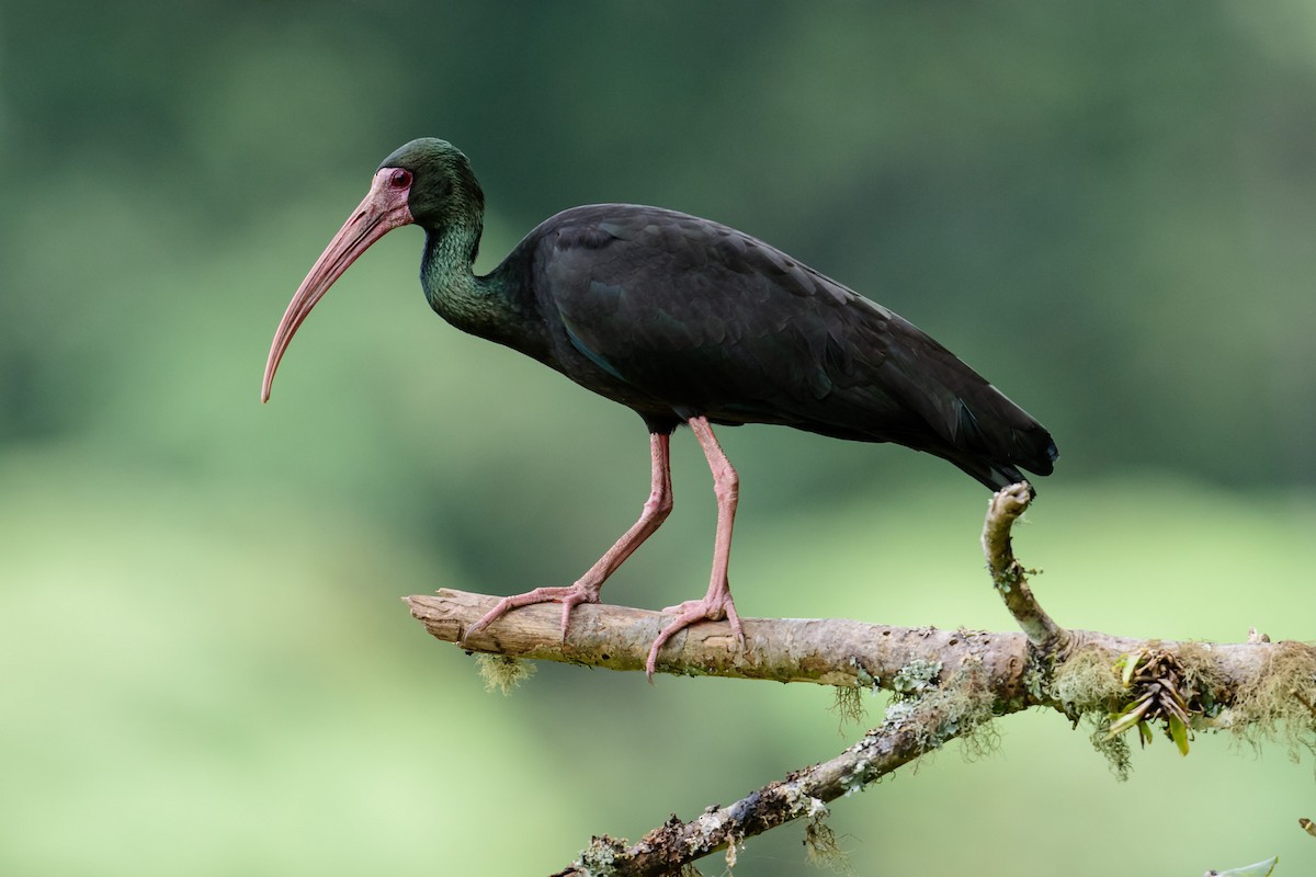 ibis tmavý - ML28895181