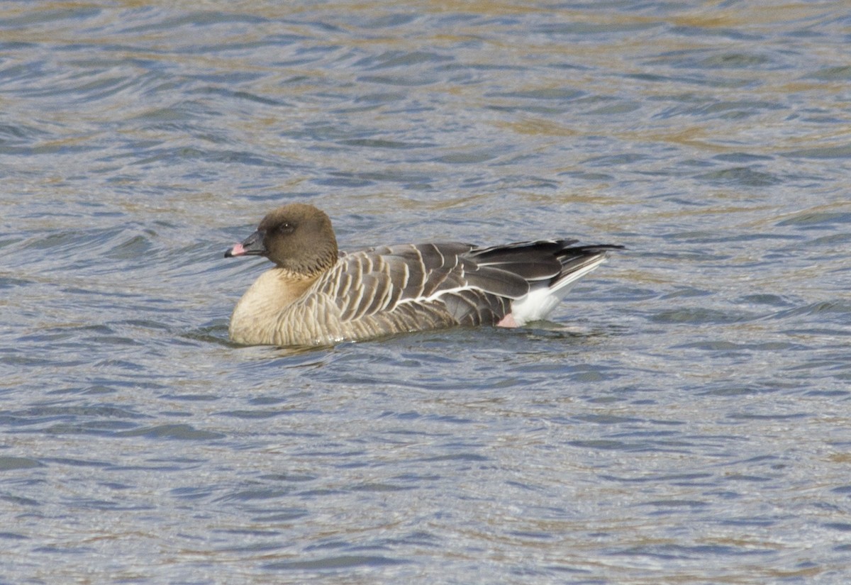 Pink-footed Goose - ML288951991