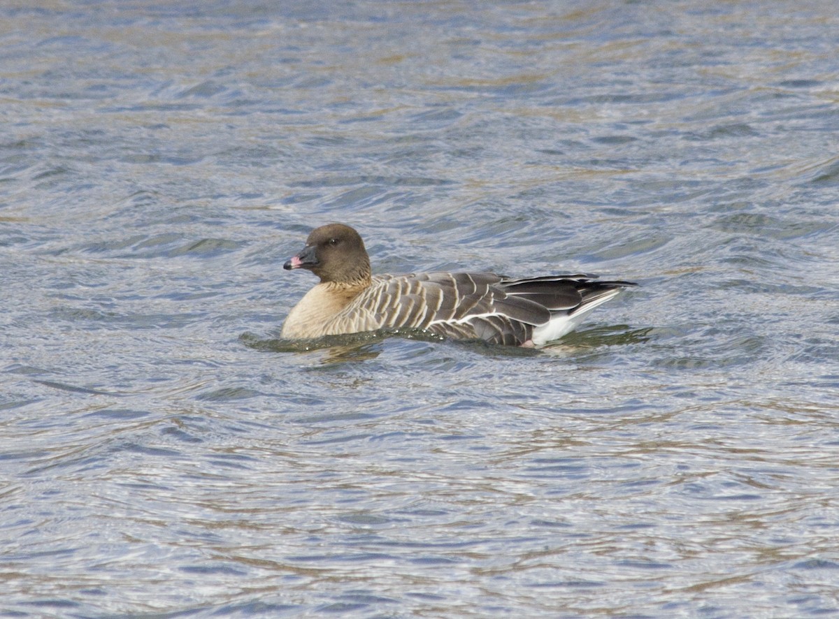 Pink-footed Goose - ML288952001