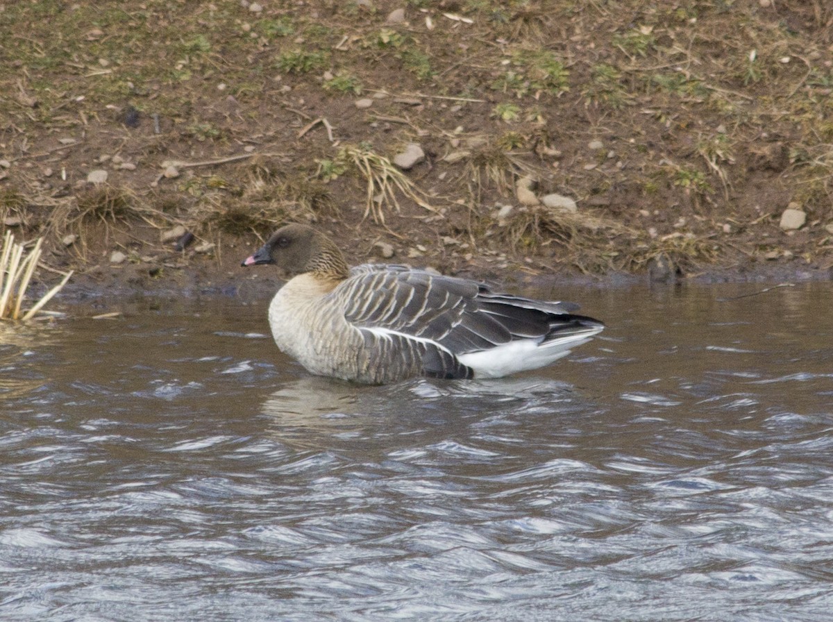 Pink-footed Goose - ML288952011