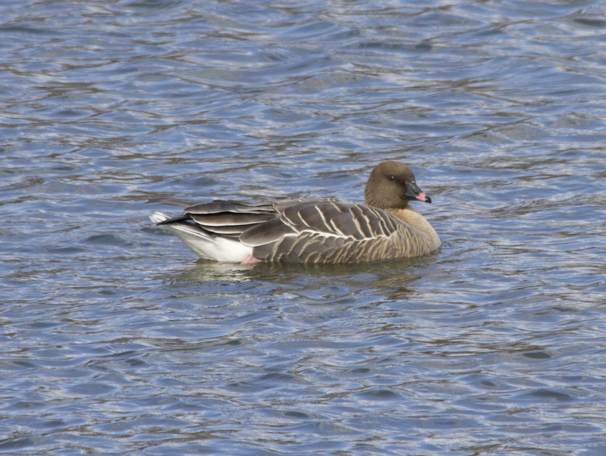 Pink-footed Goose - ML288952021