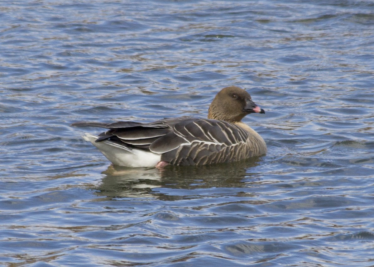 Pink-footed Goose - ML288952031