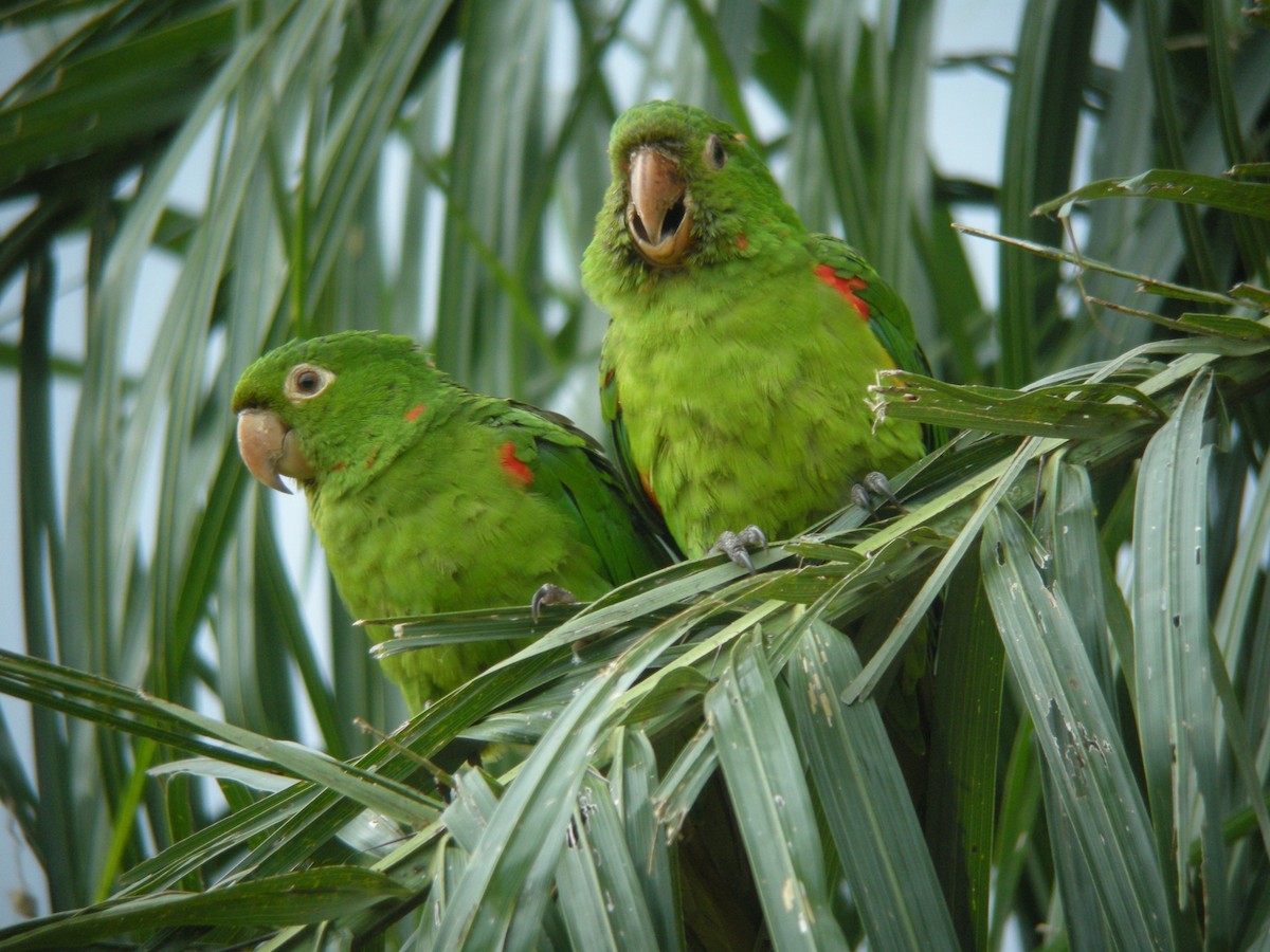 White-eyed Parakeet - ML288952091