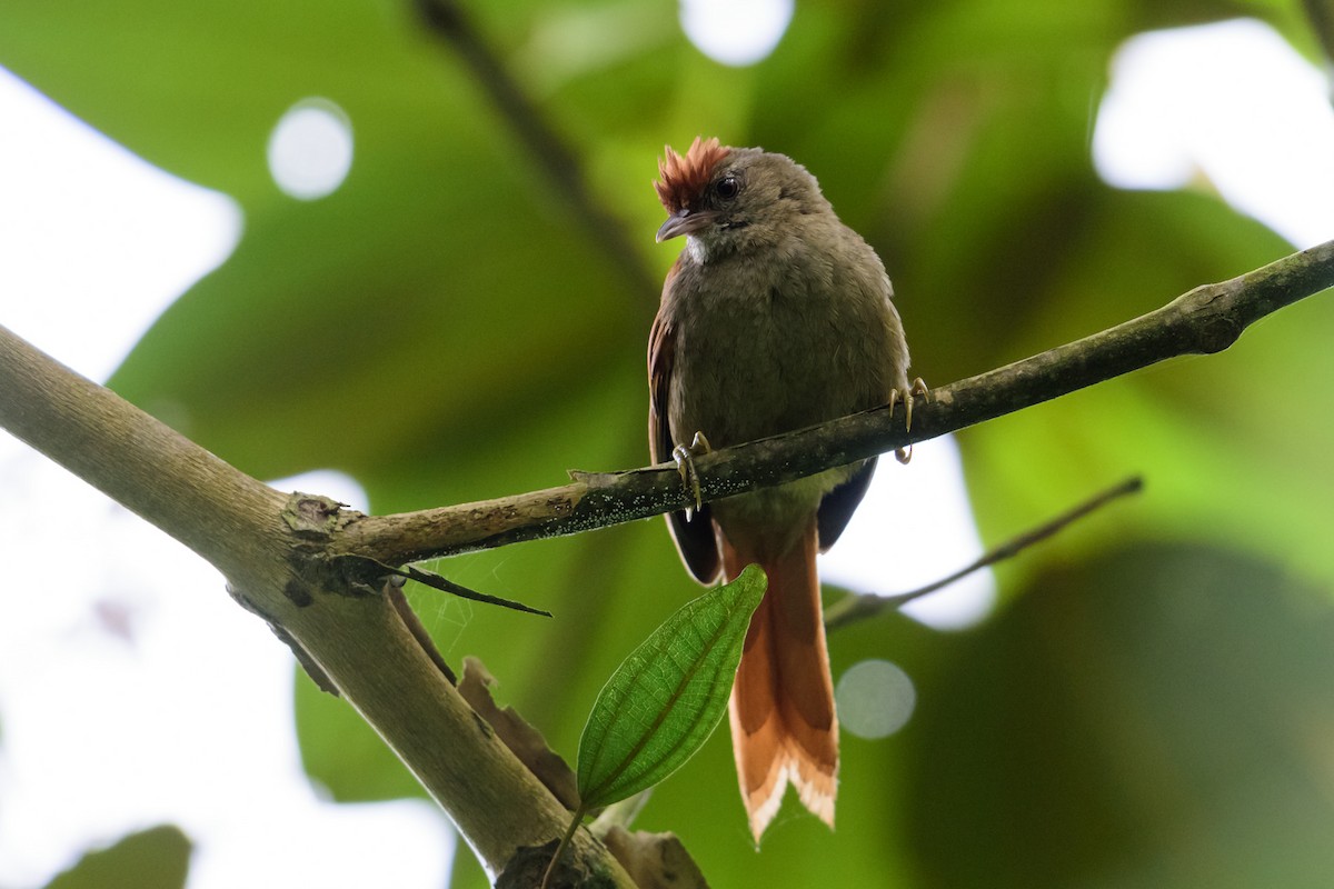 Ash-browed Spinetail - ML28895361