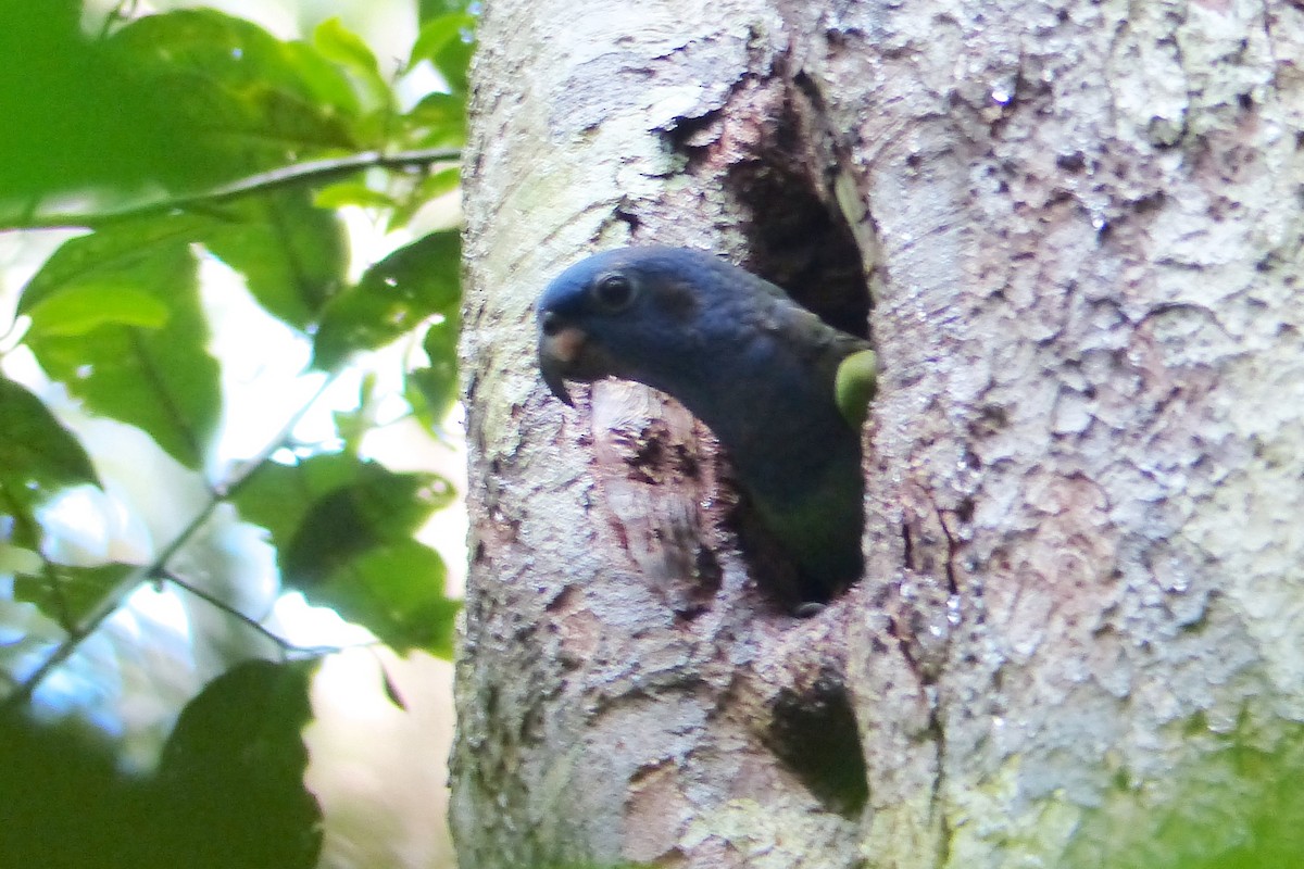 Blue-headed Parrot - ML288954291