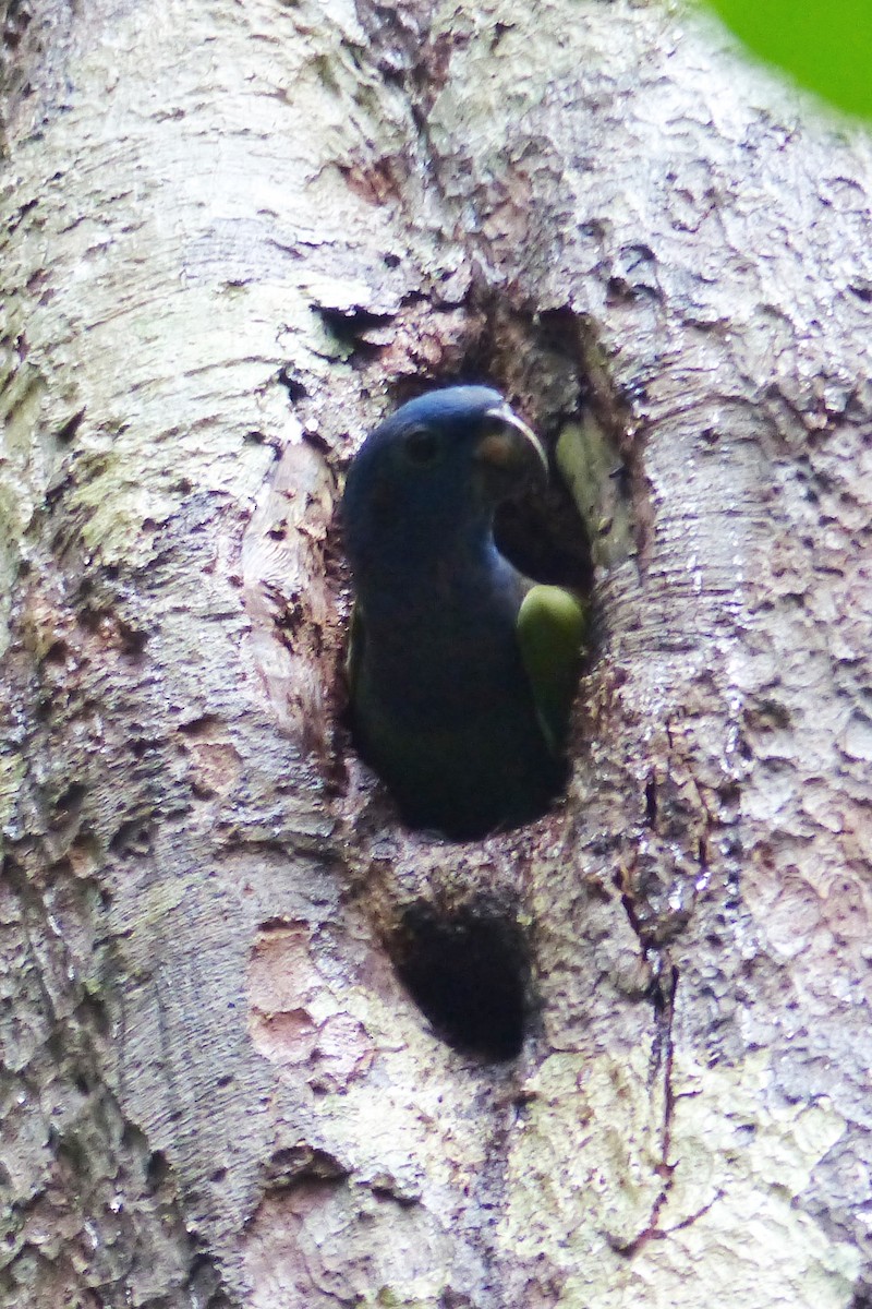 Blue-headed Parrot - ML288954331