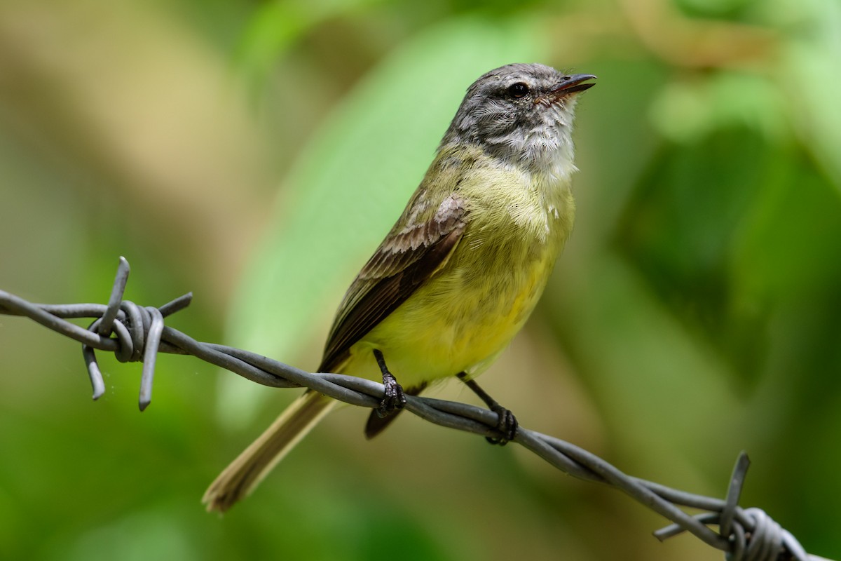 Sooty-headed Tyrannulet - ML28895471