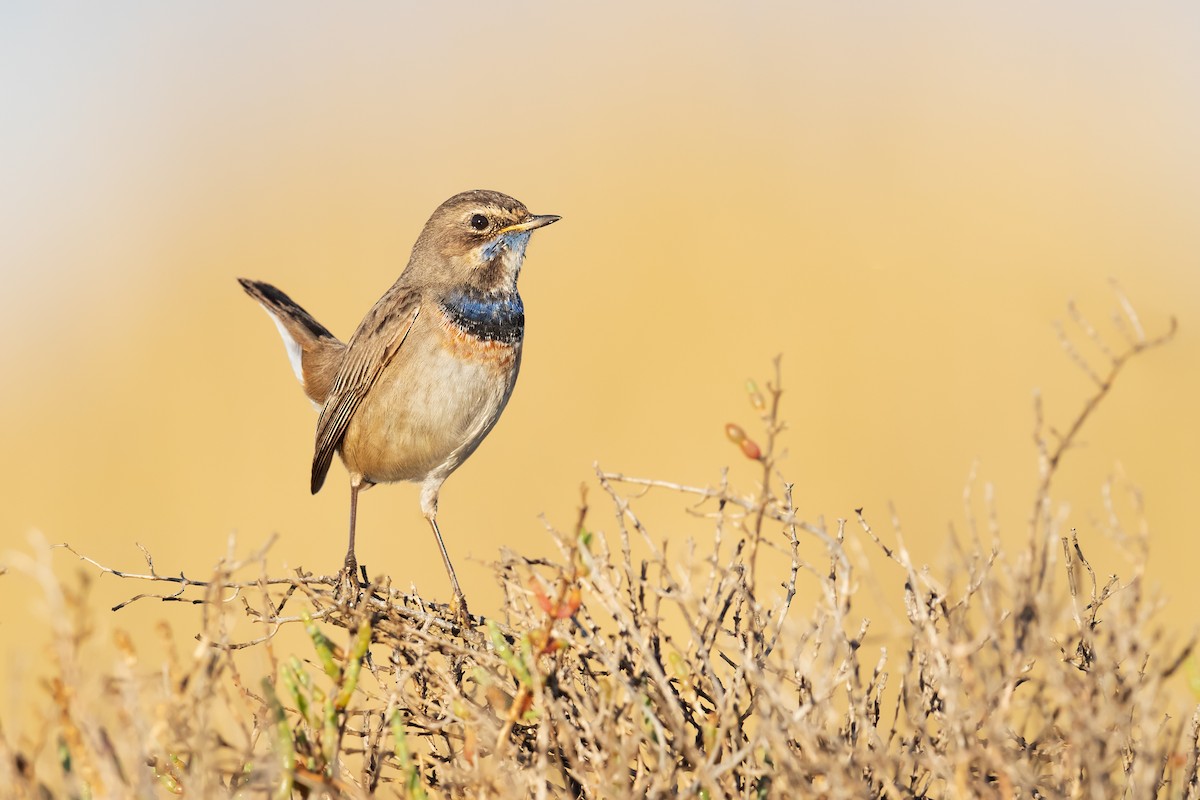 Bluethroat (White-spotted) - ML288957121