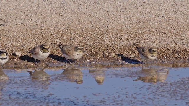 Horned Lark - ML288957781