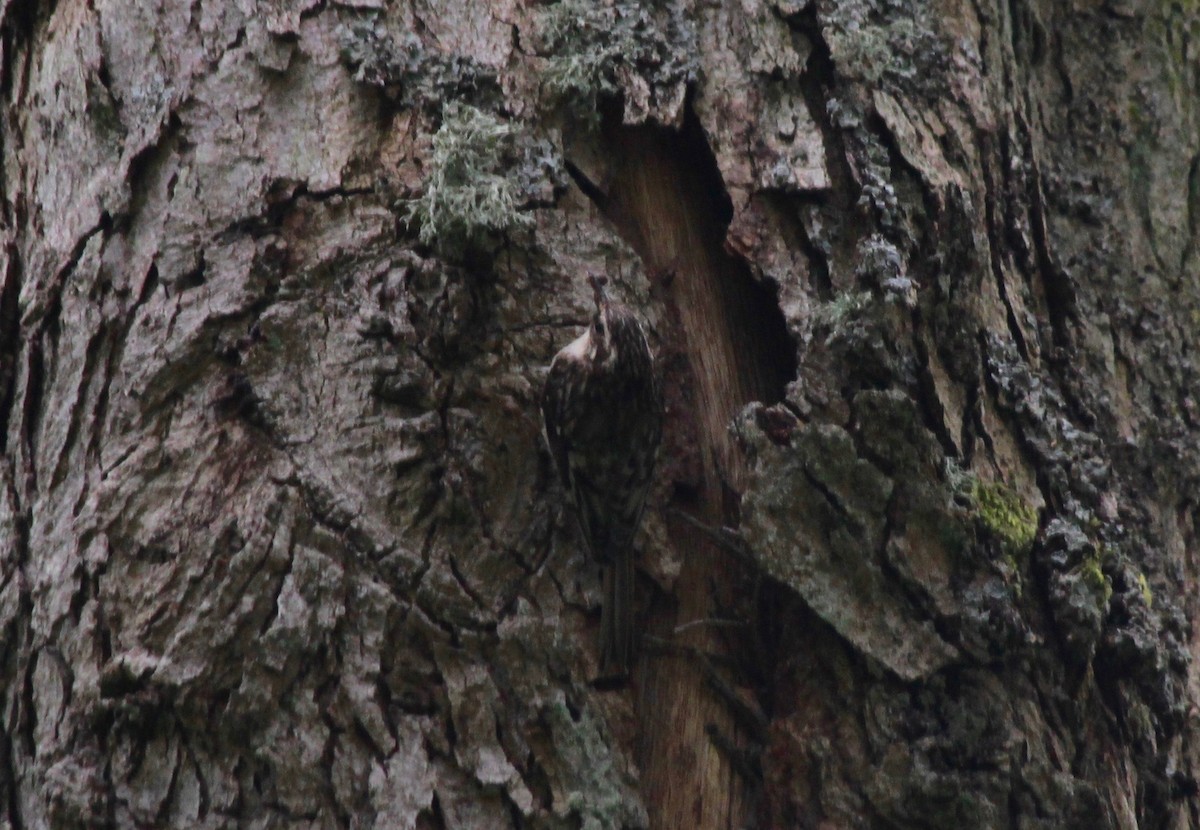 Brown Creeper - Kathy Hartman