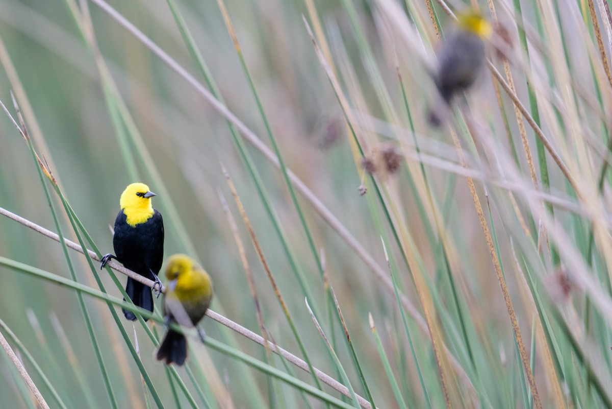 Yellow-hooded Blackbird - ML28895821