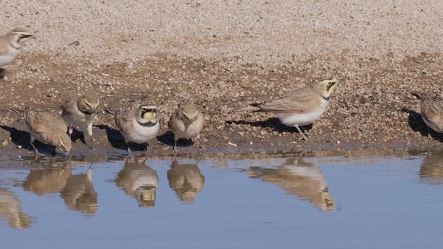 Horned Lark - ML288958571