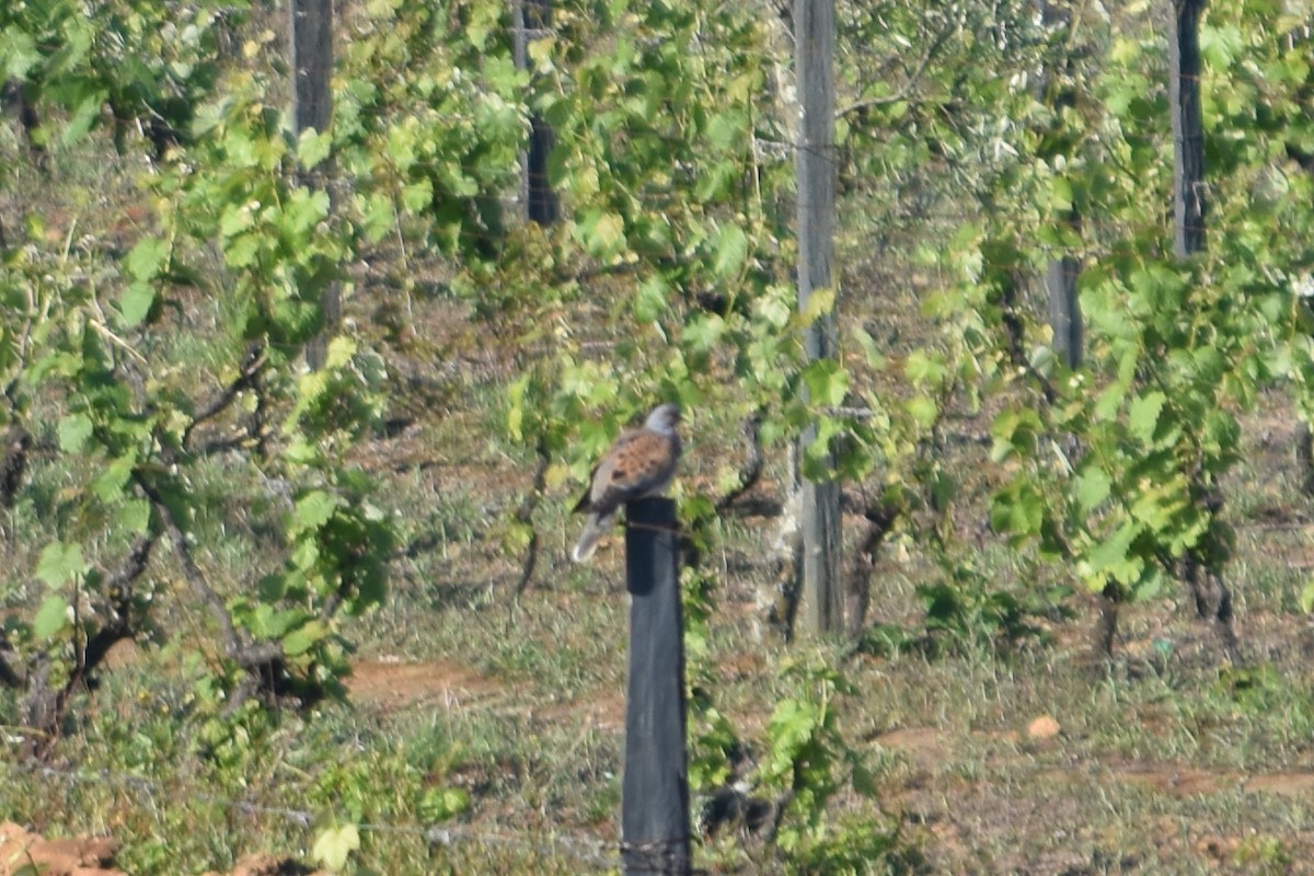 Өрнийн хүүрзгэнэ - ML288959071