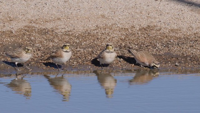 Horned Lark - ML288959131