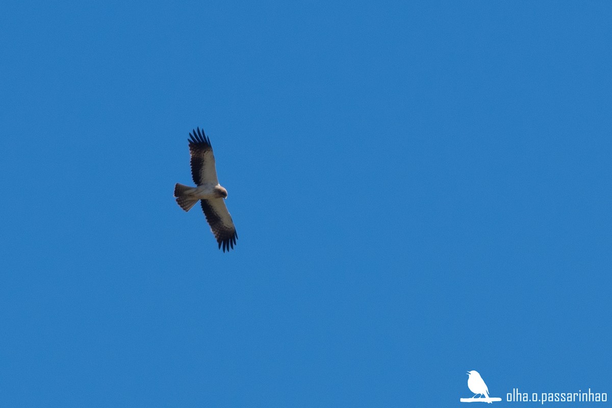 Бахим бүргэд - ML288959231