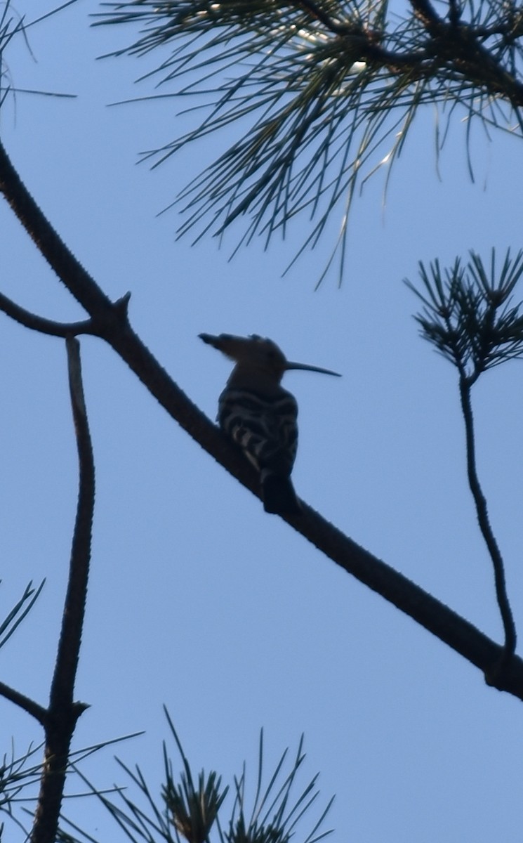Common Hoopoe - ML288959341