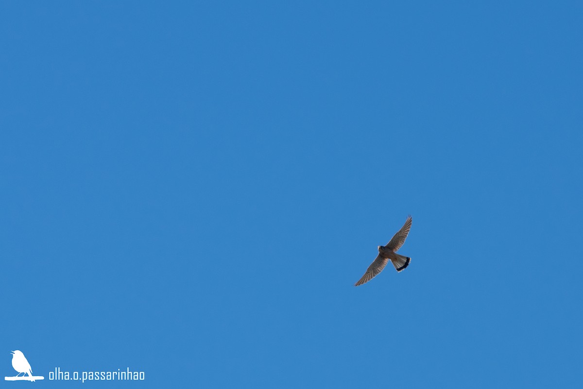 Начин шонхор - ML288959461