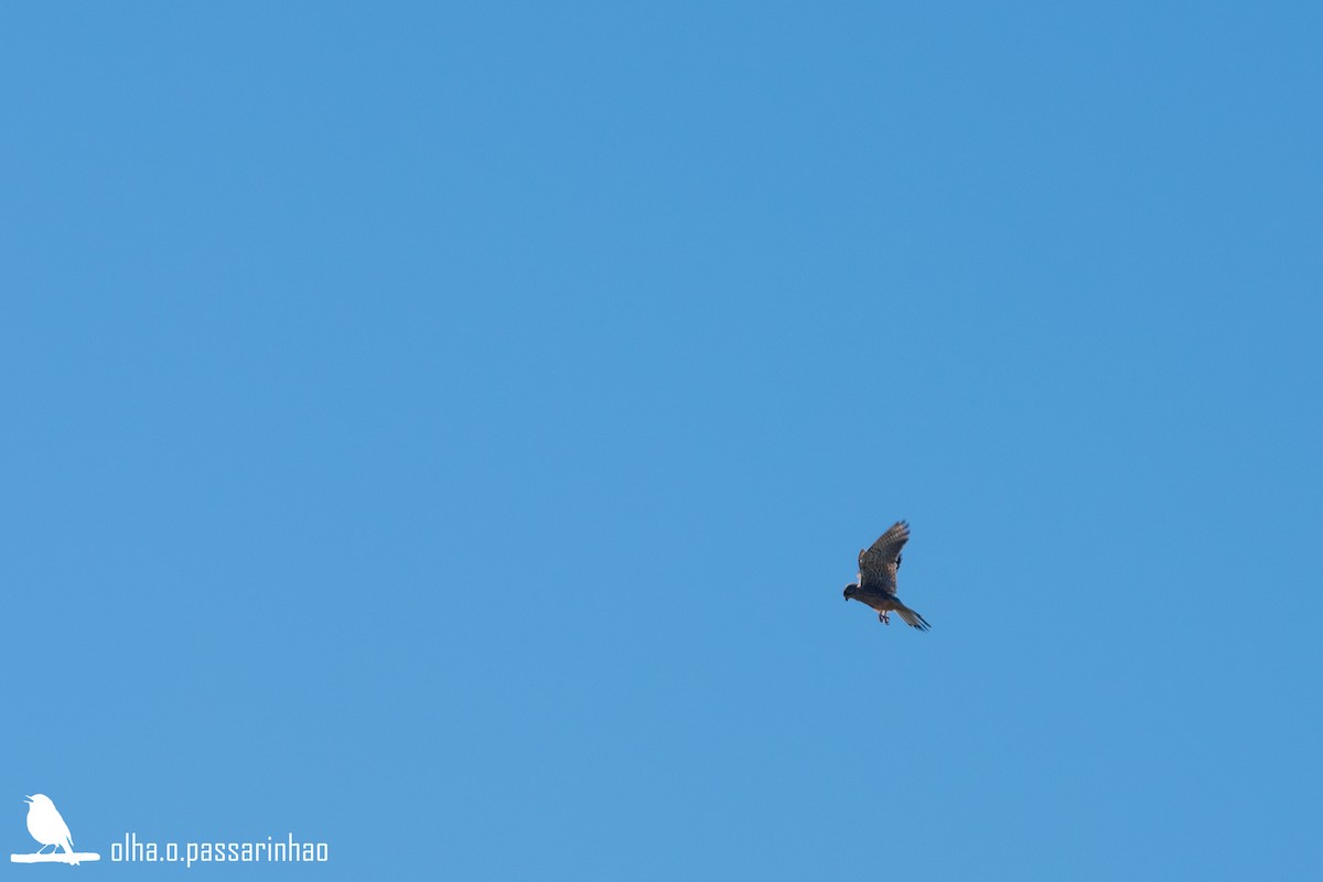 Начин шонхор - ML288959481