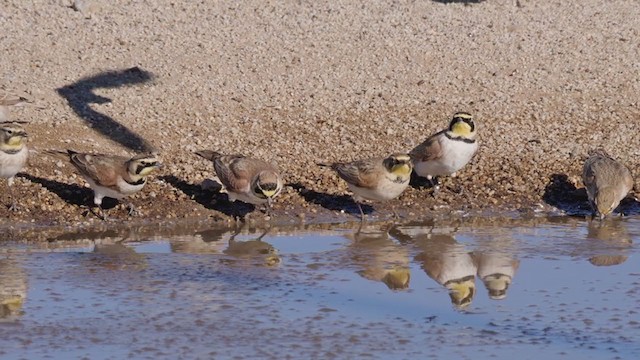 Horned Lark - ML288959721