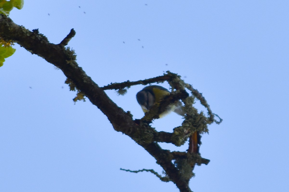 Өрнийн хөх бух - ML288959741