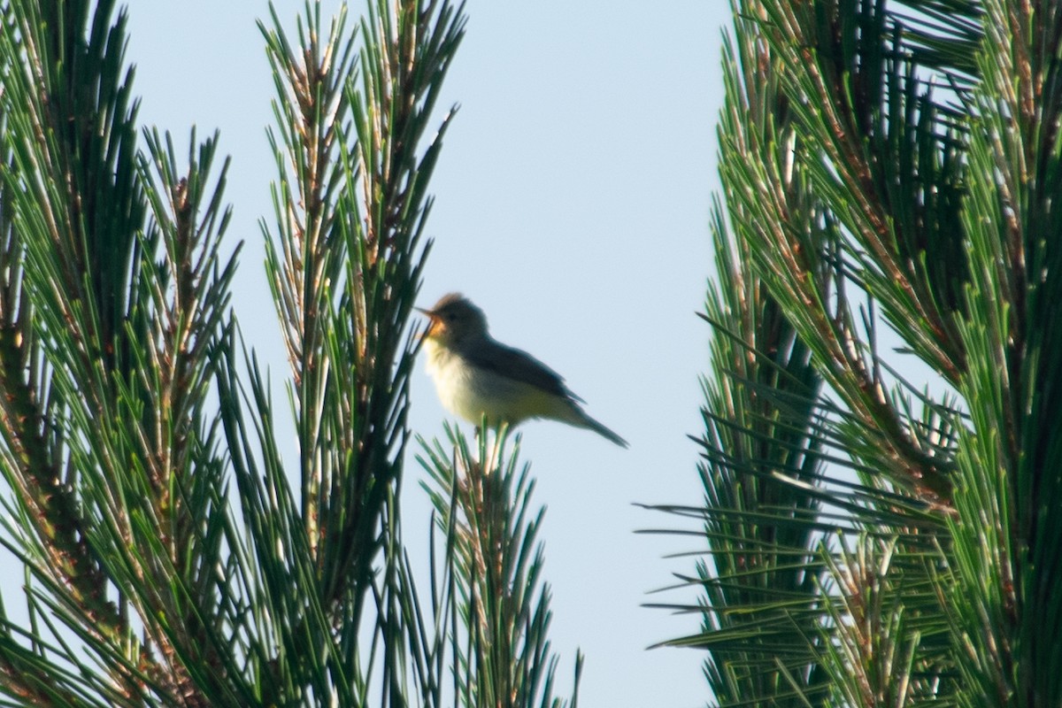 Melodious Warbler - ML288959961