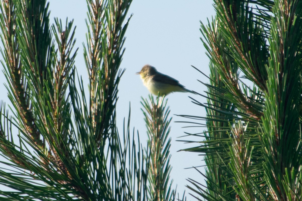 Melodious Warbler - ML288959971