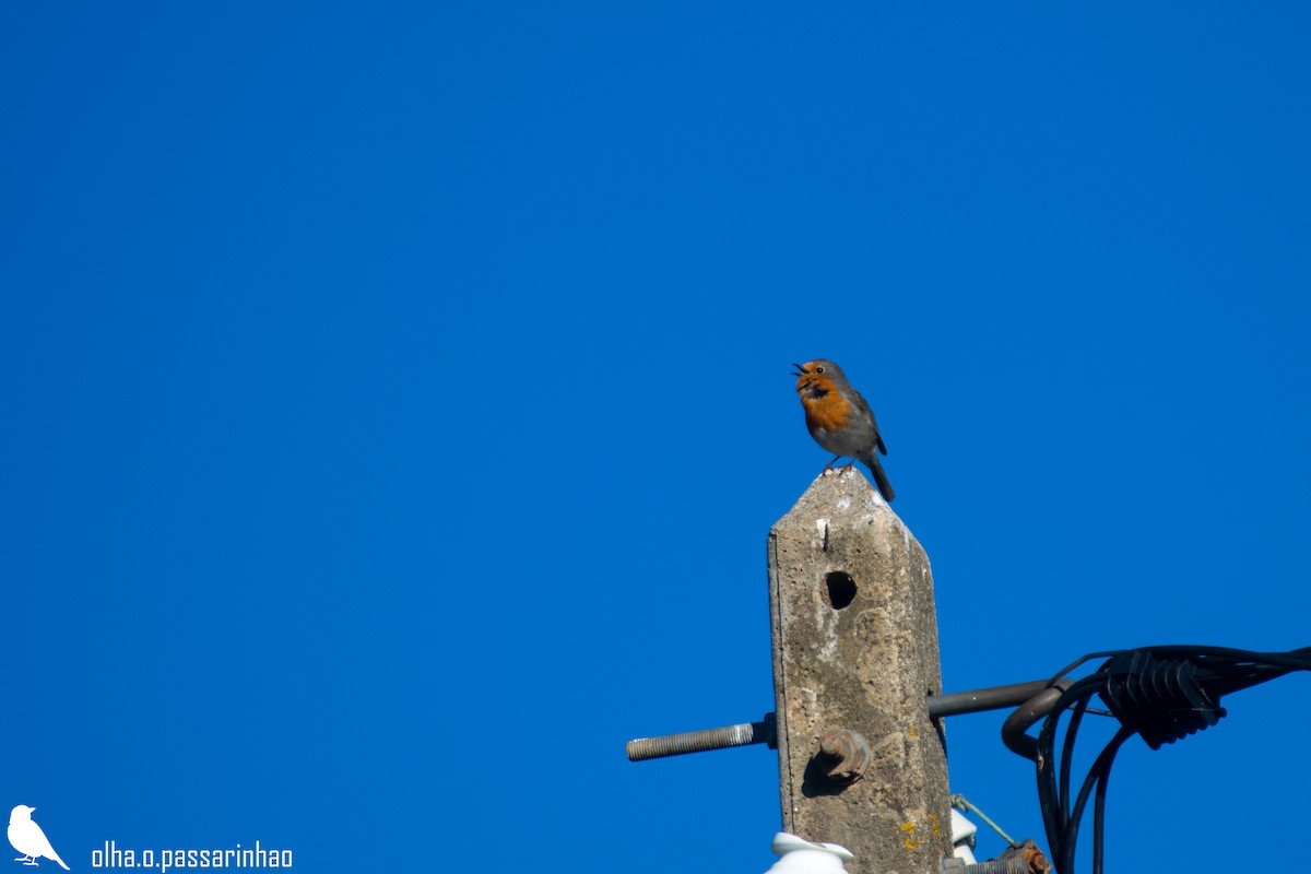 Өрнийн зээрд омруут - ML288960491