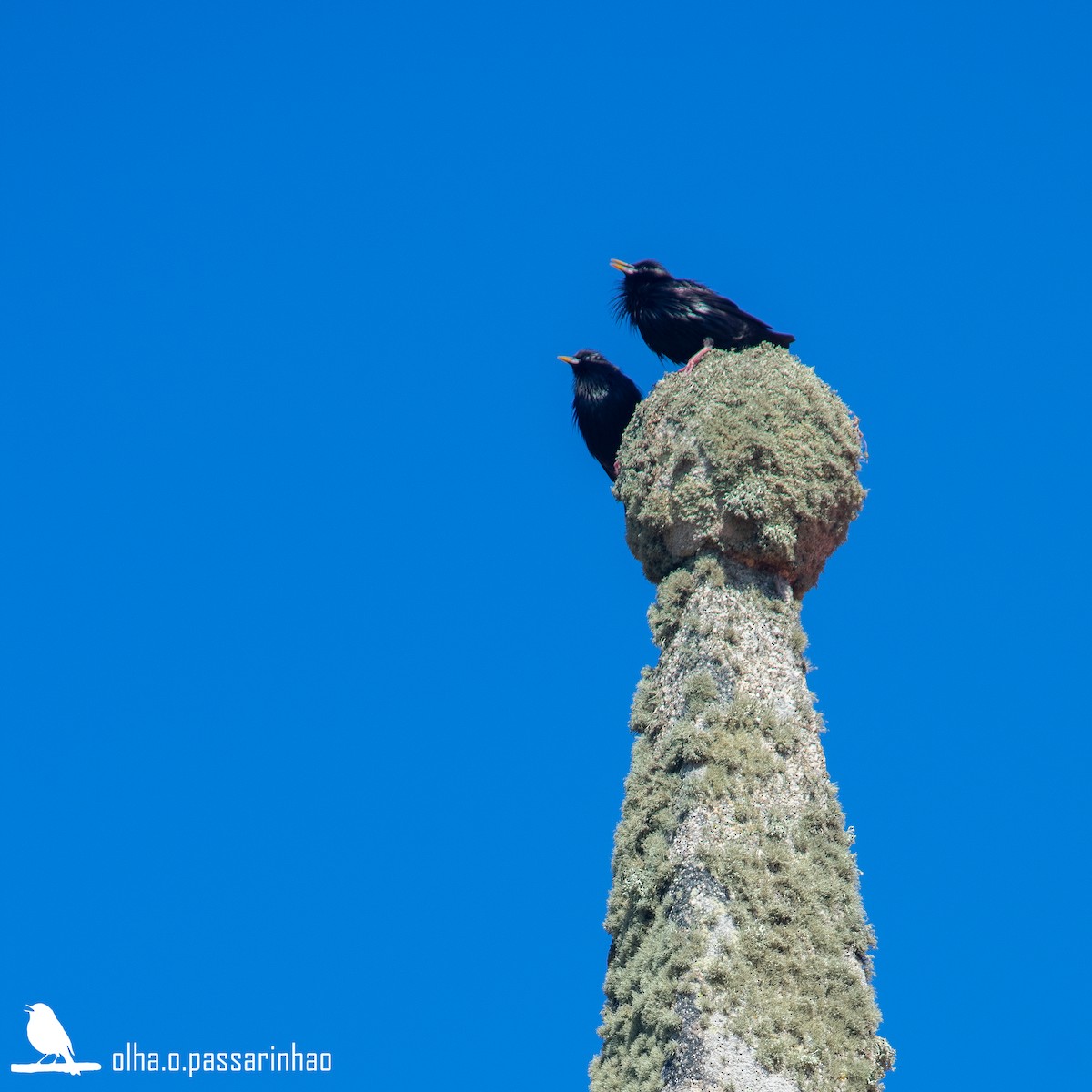 Spotless Starling - ML288960751