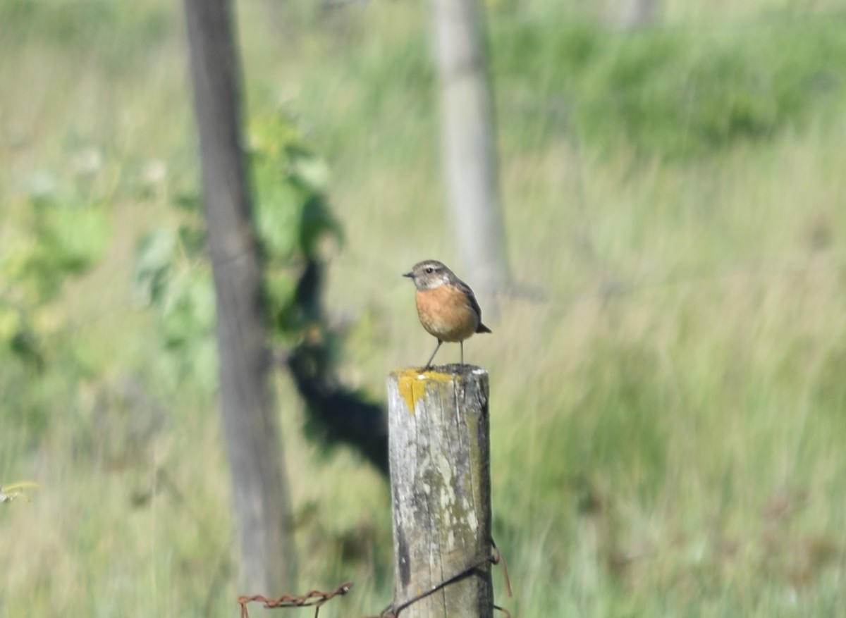 European Stonechat - ML288960771