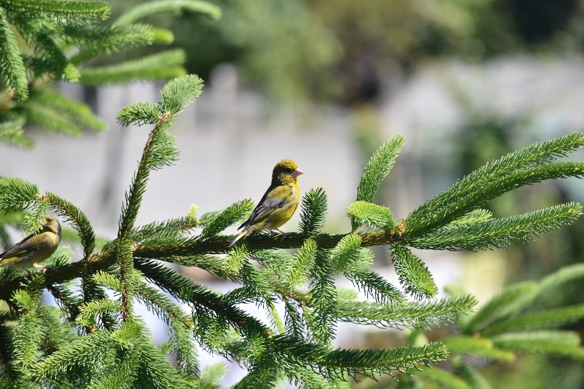 Grünfink - ML288961161