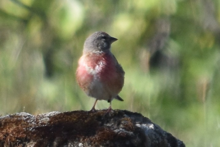 Алтан цэгцүүхэй - ML288961191