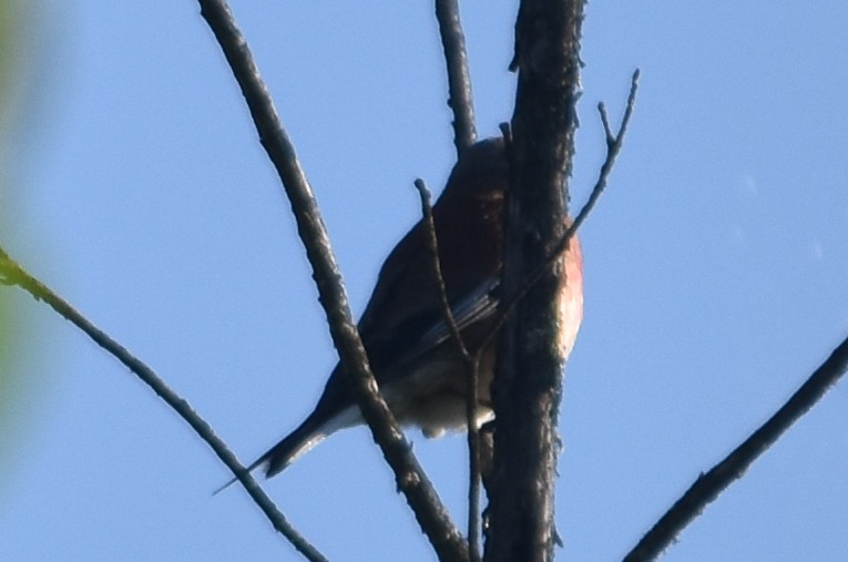 Алтан цэгцүүхэй - ML288961201