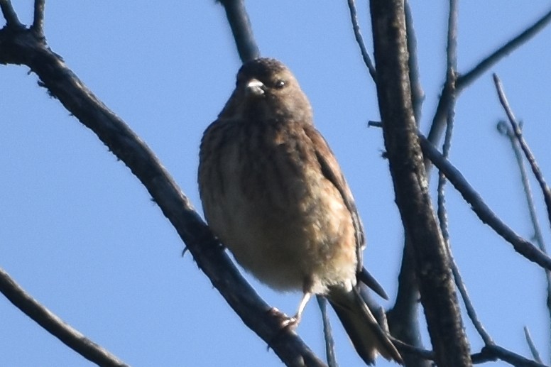 Алтан цэгцүүхэй - ML288961211