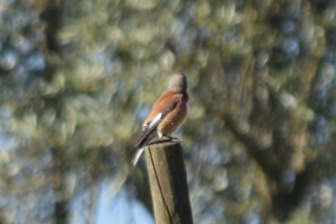 Алтан цэгцүүхэй - ML288961231