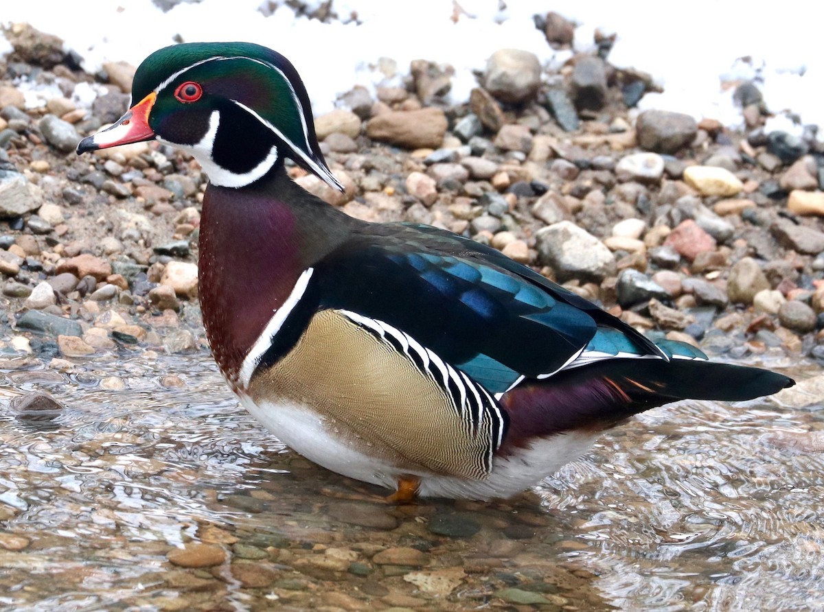 Wood Duck - ML288962491