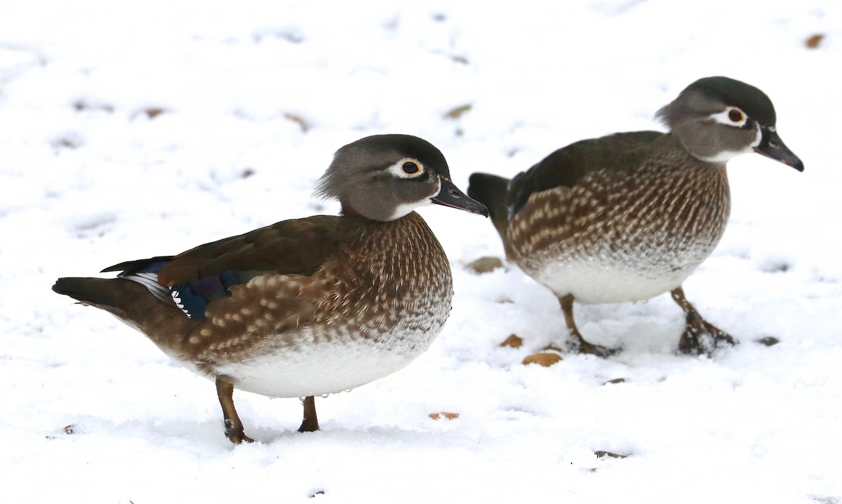Wood Duck - ML288962501