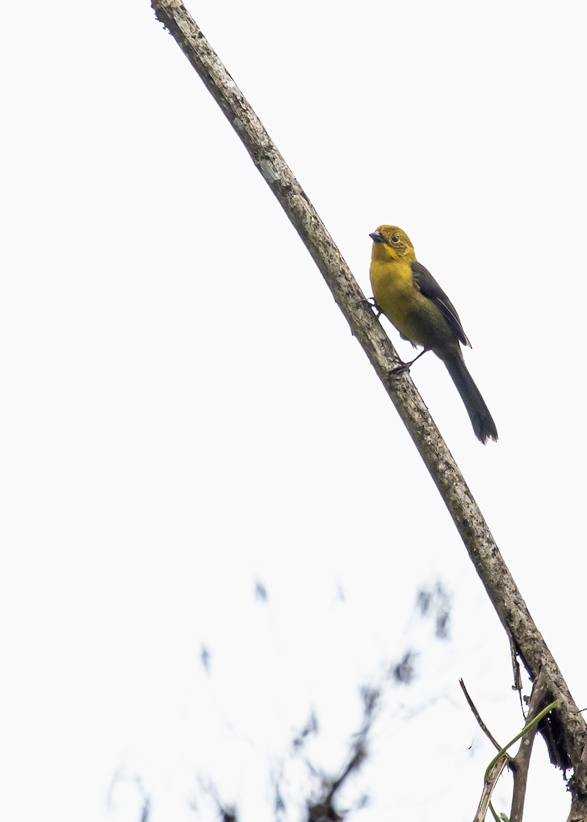 Yellow-headed Brushfinch - ML288962611