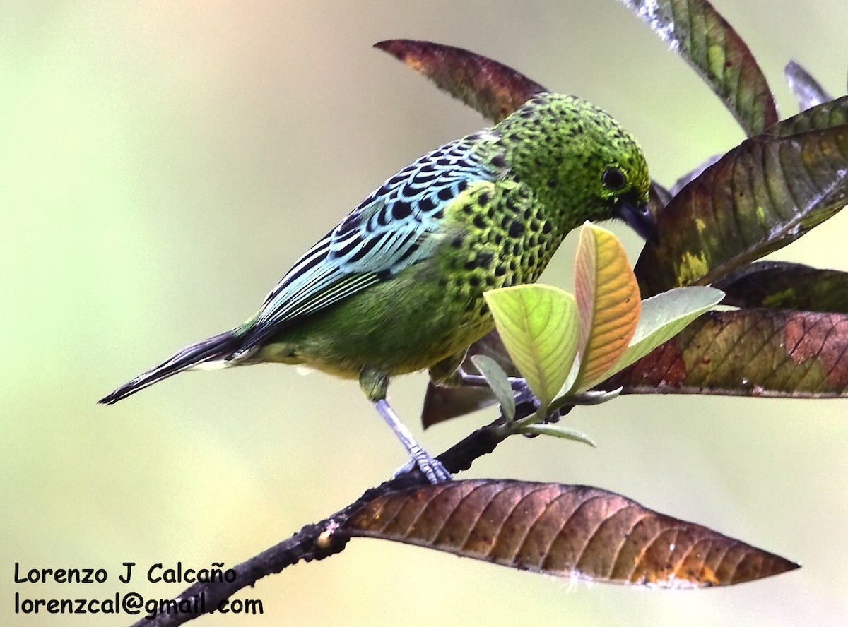 Yellow-bellied Tanager - Lorenzo Calcaño