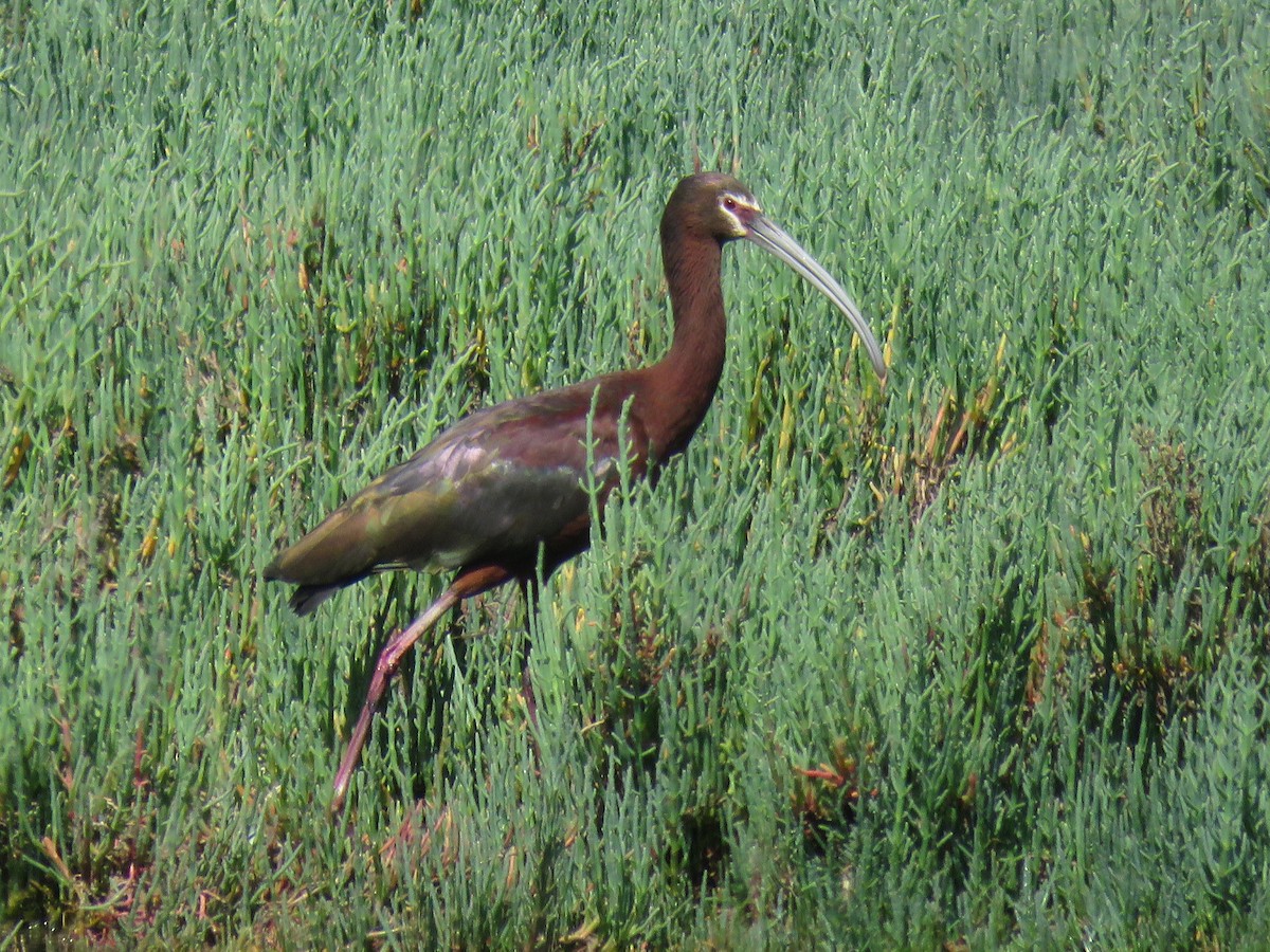 ibis americký - ML28896381