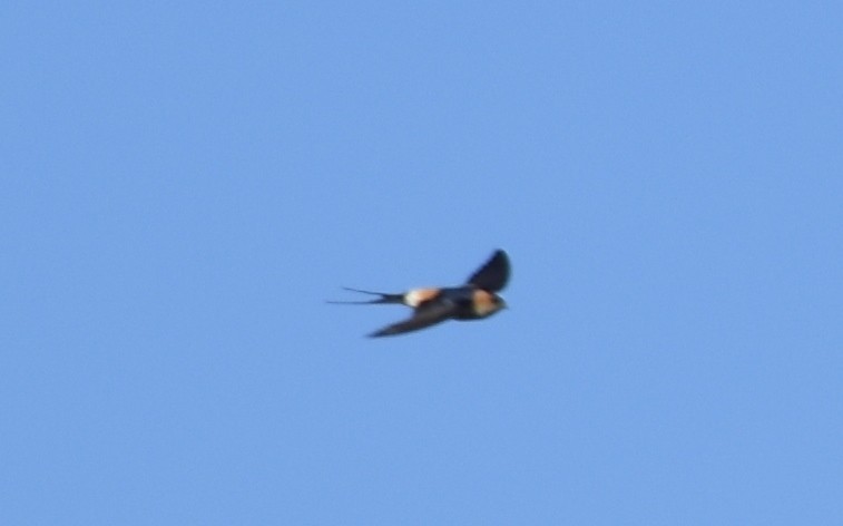 European Red-rumped Swallow - ML288964451