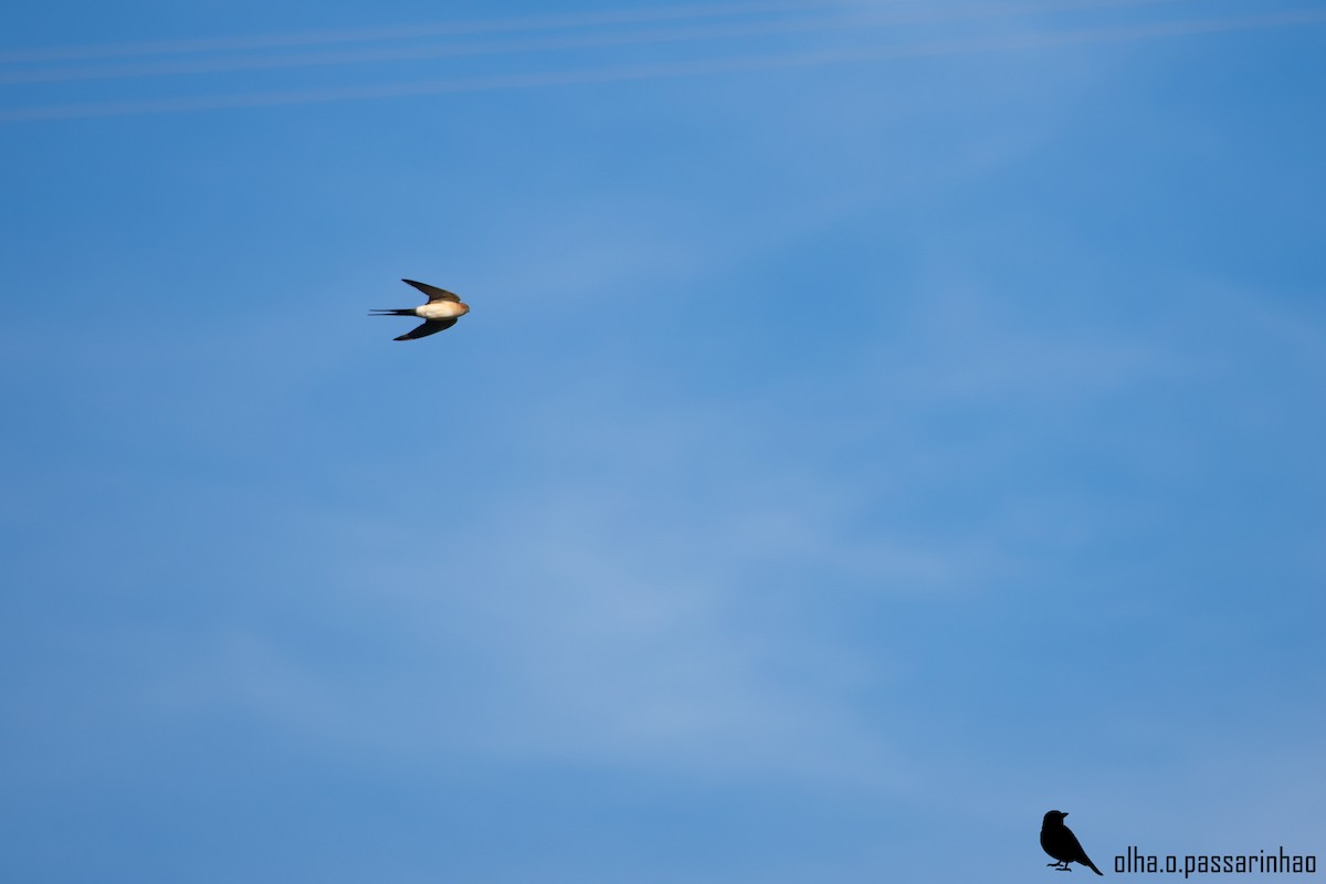 European Red-rumped Swallow - ML288964471